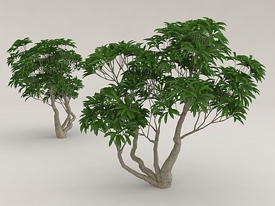 其他绿植 树木 植物