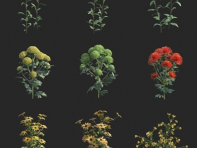 花草组合 菊花 花草