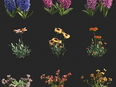 花草组合 风信子 菊花 花
