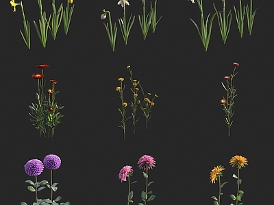 花草组合 水仙花 菊花 花