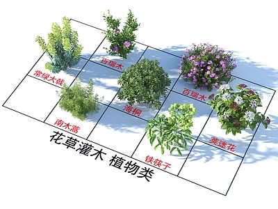 灌木 灌木花草 植物