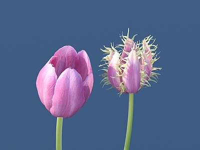 花 花 野花 绿植