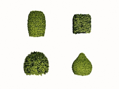 灌木 灌木球 绿篱墙 方形灌木 植物隔离绿化带