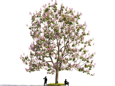 景观树 泡桐紫花桐 花树