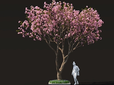 景观树 桃花树樱花树
