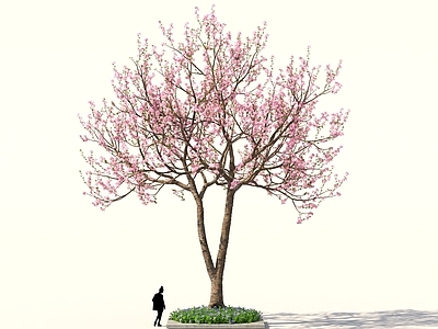 景观树 桃花树樱花树