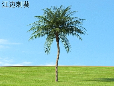 其他树木 江边刺葵 小树木