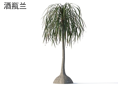 其他树木 酒瓶兰 小树木