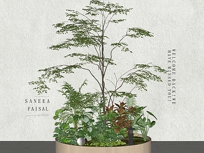 植物组合 树池 树 树 小景 盆景