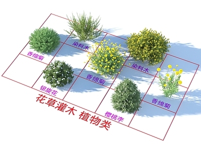 花草组合 灌木花草 植物