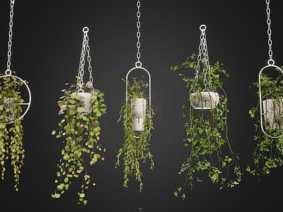 植物组合 绿植 吊兰 盆栽 花草