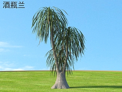 其他树木 酒瓶兰 小树木