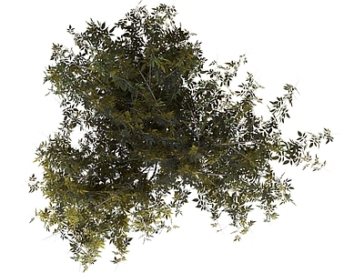 灌木 树 树木 植被