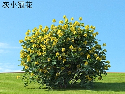 灌木 灰小冠花 花草灌