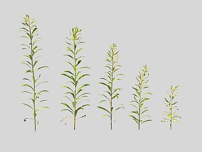 花草组合 花草野草 白酒草属