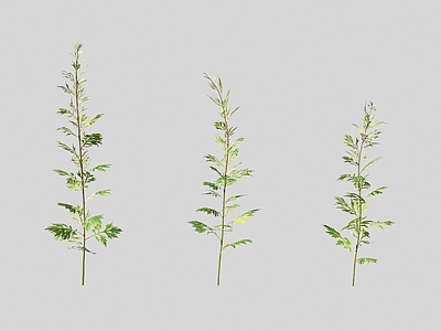 花草组合 蒿属植物 野花野草