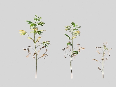 花草组合 蒿属植物 艾草