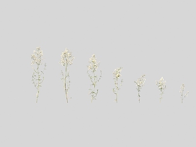 花草组合 猪殃殃拉拉藤 野花野草