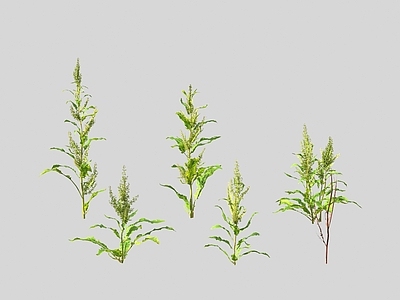 花草组合 酸模遏蓝菜酸溜溜 花草