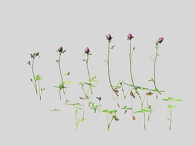 花草组合 三叶草车轴草