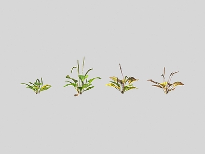 花草组合 车前草 花草