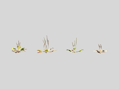 花草组合 车前草 花草