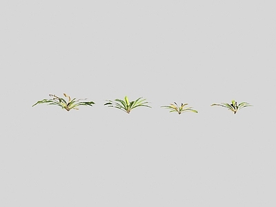 花草组合 牛舌草紫朱草 花