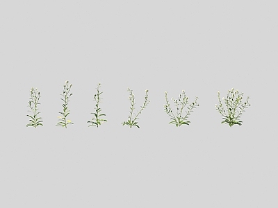 花草组合 团扇荠花草