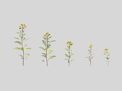花草组合 菊蒿属花草