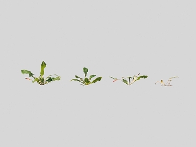 花草组合 蒲公英野花野草