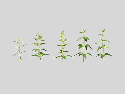 花草组合 荨麻野花野草