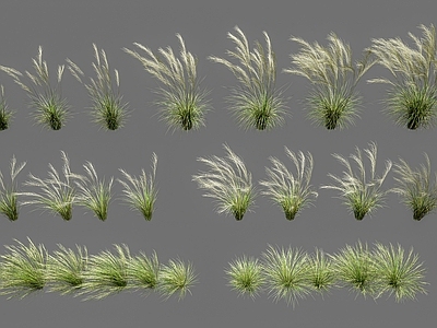 花草组合 针茅草属狼尾草 狗尾巴草羽毛草 虎尾草 狼尾草 铺地草花草花卉