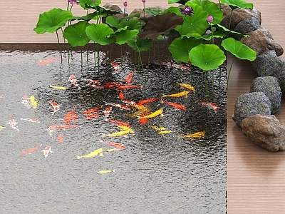 水生植物 荷花 荷叶 金鱼 光赏鱼 锦鲤 鱼池 石头 荷花池 游泳池 水池