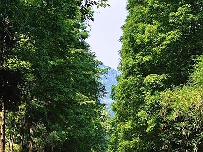 现代街道外景 树荫路