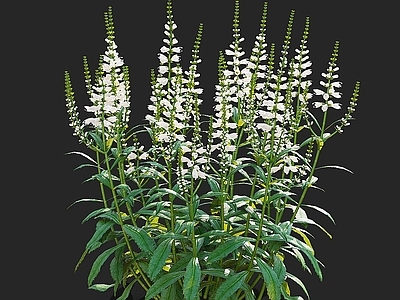 花 白花