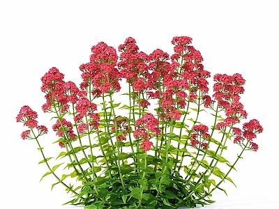 花 缬草红花