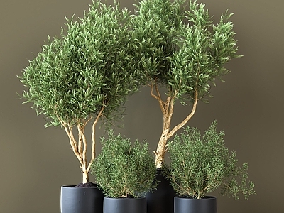 盆栽 Indoor