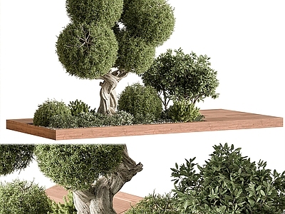 植物组合 树池