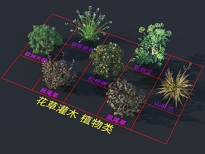 花草组合 灌木花草 植物类