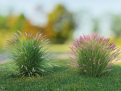 花草 狼尾草 羽毛草 草类 庭院花草