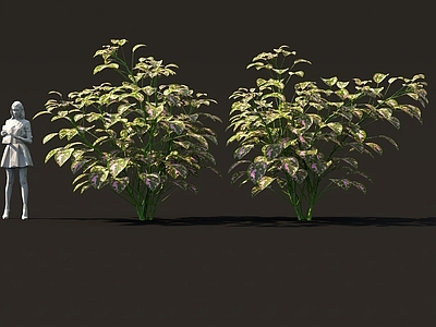 其他绿植 奇幻科幻植物
