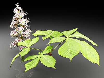 花草组合 七叶树 马栗树 树叶 花 植物