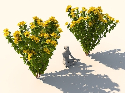 其他绿植 异形植物 树