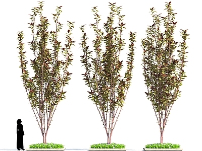 其他绿植 风格化植物 科幻