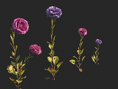 花草组合 翠菊 紫苑