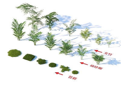 花草组合 苔藓 文竹 袖珍
