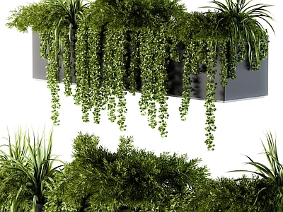 盆栽 盆栽盆景 常春藤 绿植墙 绿植堆 绿植池