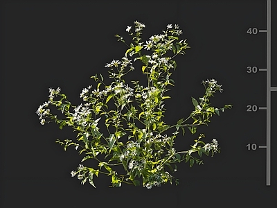 花草组合 小舌紫菀 花草