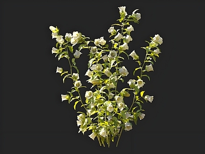 花草组合 风铃草 花草