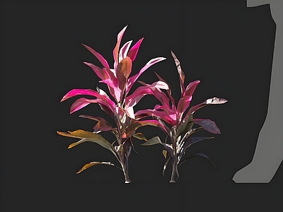 其他绿植 朱蕉 花卉 花草